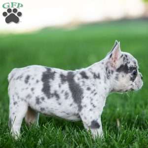 Midnite, French Bulldog Puppy